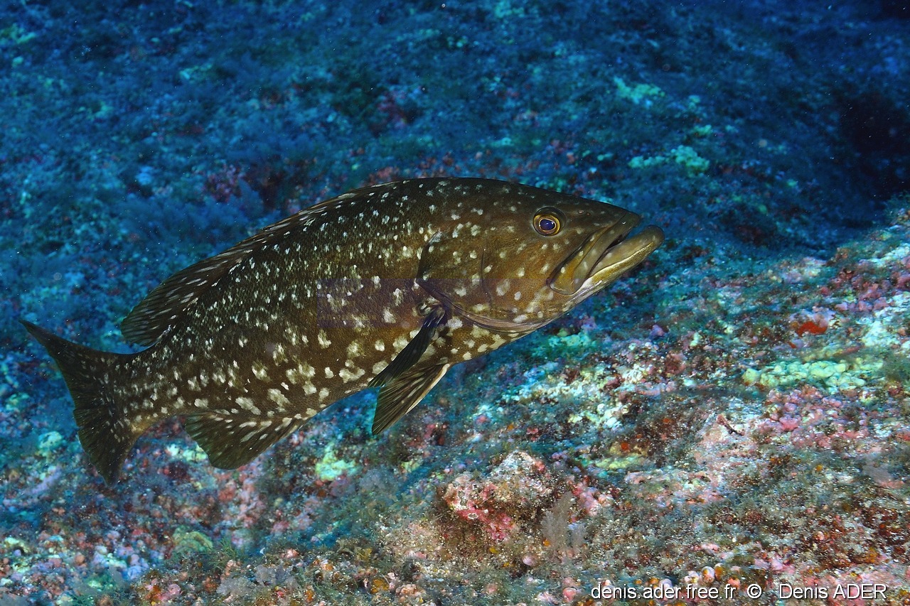 Mycteroperca fusca Merou des iles-Acores St Maria Pedri mha-30m-20170818-Denis-ADER-DSC_9217_tn_tn.jpg